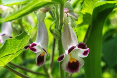 Martynia annua, photographed by adel-fridus