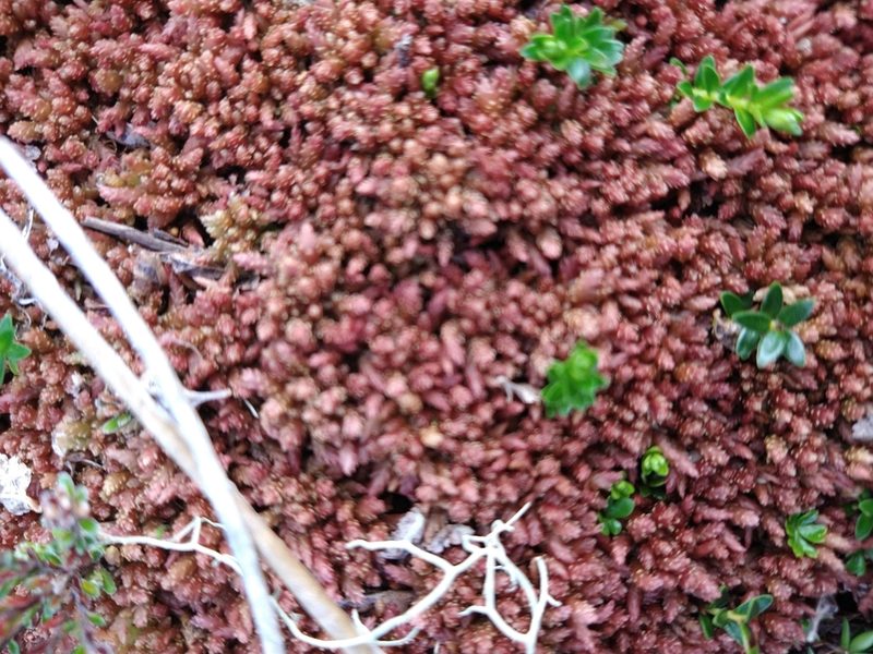 Sphagnum magellanicum, photographed by Pablo