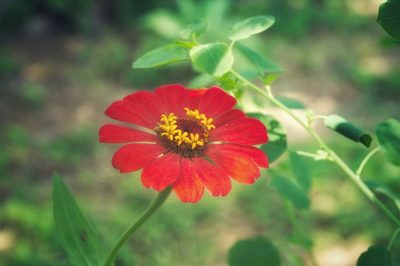 Zinnia elegans, photographed by adel-fridus