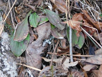 Antennaria plantaginifolia, photographed by Michael J. Papay