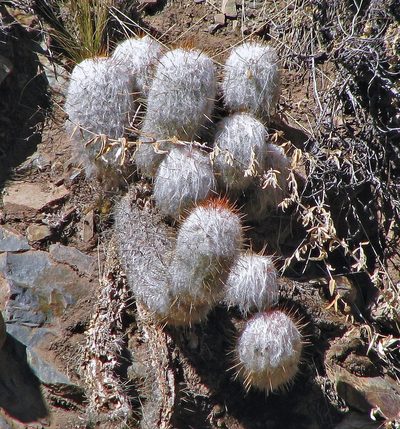 Oreocereus trollii, photographed by Hugo Hulsberg