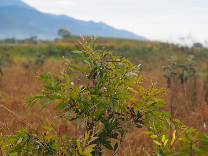 Melaleuca leucadendra, photographed by 葉子