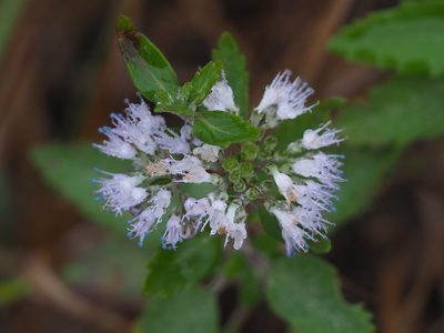 Caryopteris incana, photographed by 葉子