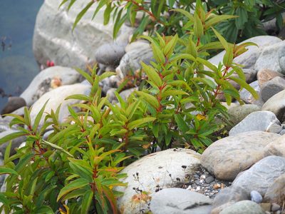 Boehmeria densiflora, photographed by 葉子