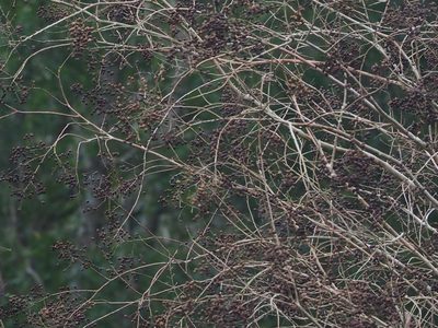 Lagerstroemia subcostata, photographed by 葉子