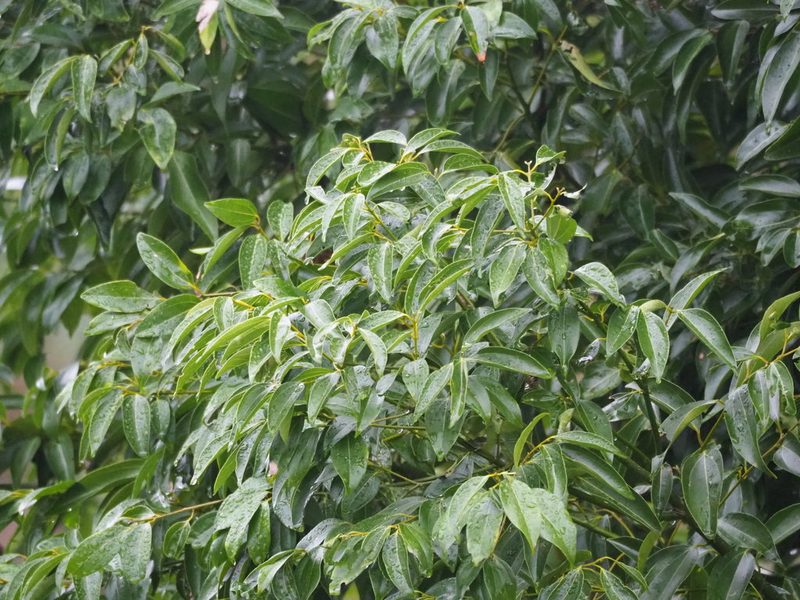 Cinnamomum burmanni, photographed by 葉子