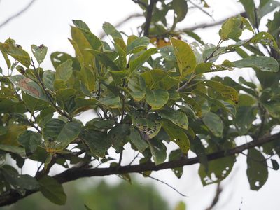 Ehretia acuminata, photographed by 葉子