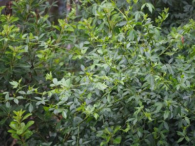 Zanthoxylum asiaticum, photographed by 葉子