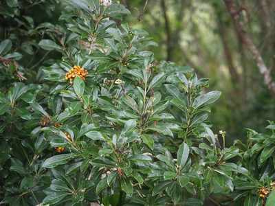 Pittosporum pentandrum, photographed by 葉子