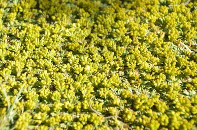 Azorella trifurcata, photographed by Lauu