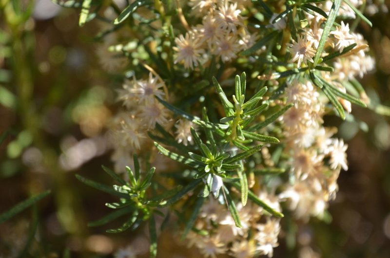 Baccharis grisebachii, photographed by Lauu