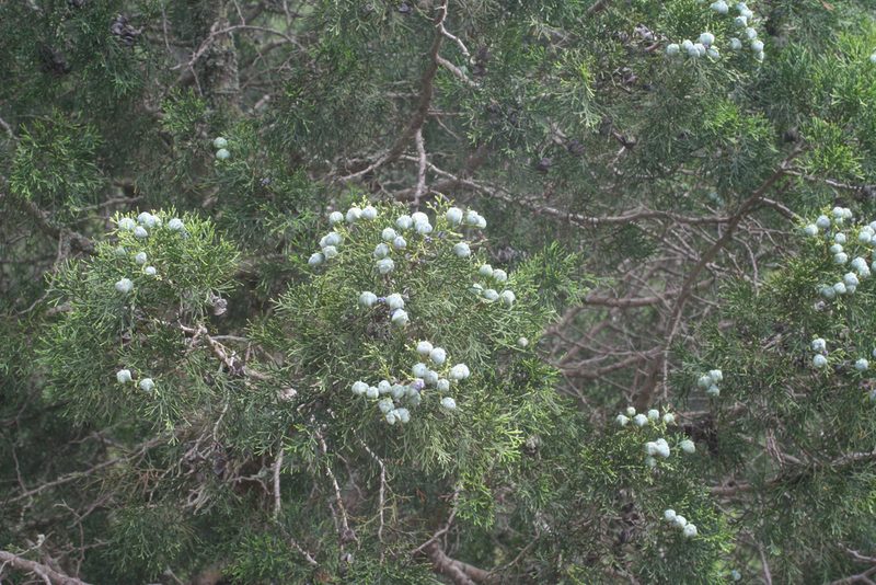 Tetraclinis articulata, photographed by Oleg Kosterin