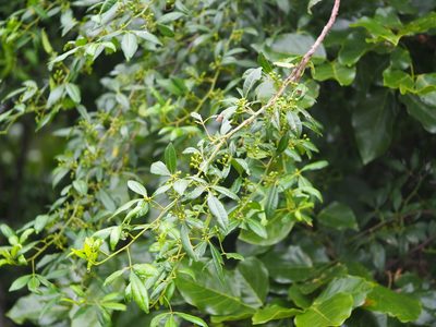 Zanthoxylum asiaticum, photographed by 葉子