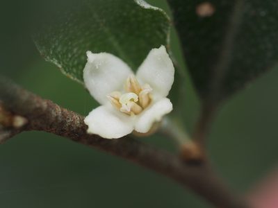 Elaeagnus oldhamii, photographed by 葉子
