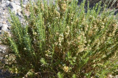 Baccharis grisebachii, photographed by Lauu