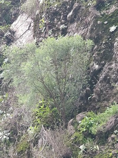 Genista tenera, photographed by Vítor Jorge