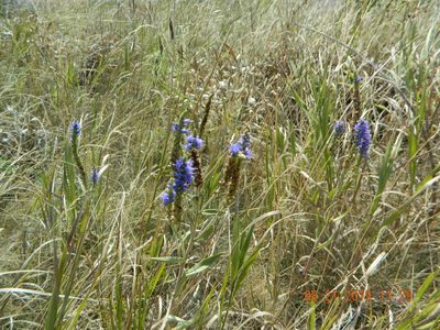 Veronica steppacea, photographed by Galyna Mykytynets