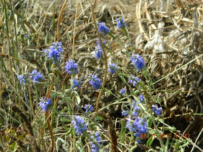 Veronica steppacea, photographed by Galyna Mykytynets