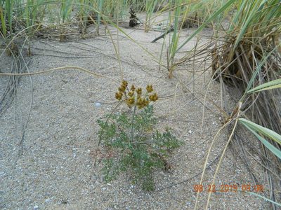 Astrodaucus littoralis, photographed by Galyna Mykytynets