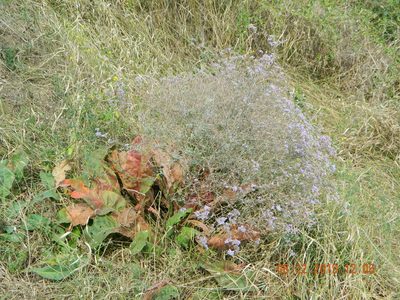 Limonium coriarium, photographed by Galyna Mykytynets