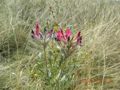 Astragalus cornutus, photographed by Galyna Mykytynets