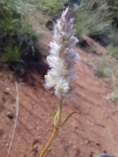 Kyphocarpa angustifolia, photographed by Manuel R Popp