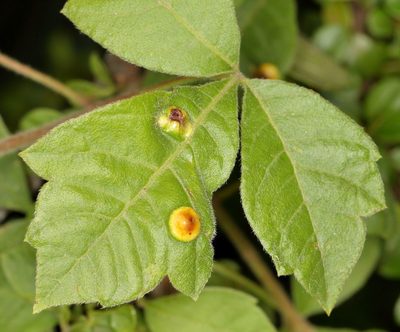 Searsia dentata, photographed by Alan Manson