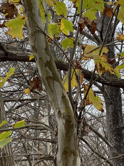 Platanus rzedowskii, photographed by P Gonzalez Zamora