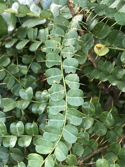 Pictetia aculeata, photographed by Brooke Smith