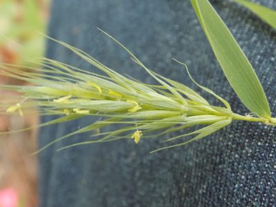 Elymus macgregorii, photographed by Blake Bringhurst