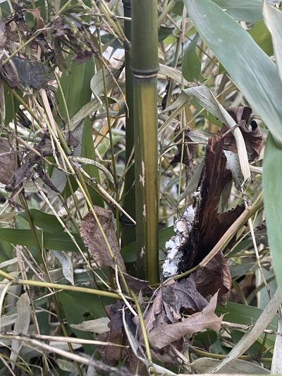 Phyllostachys aureosulcata, photographed by Emily Summerbell