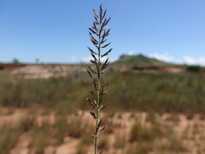 Pogonarthria squarrosa, photographed by Romer N. Rabarijaona