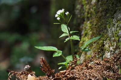 Valeriana flaccidissima, photographed by harum.koh