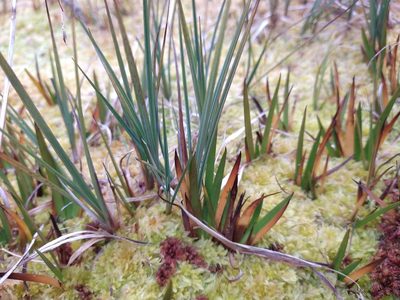 Carex magellanica