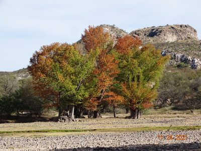 Taxodium mucronatum, photographed by Luis F. Ramírez