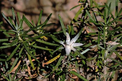 Baccharis grisebachii, photographed by Hugo Hulsberg