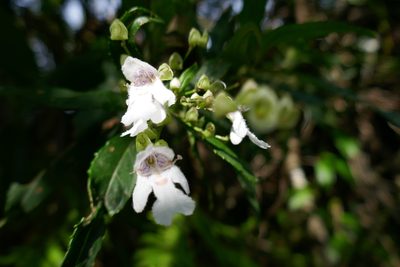 Prostanthera lasianthos, photographed by Gary Williams