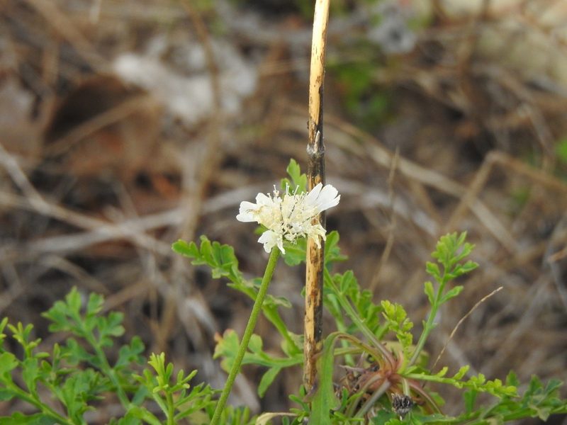 Pycnocomon rutifolium, photographed by Duarte Frade
