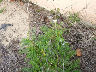 Pycnocomon rutifolium, photographed by Duarte Frade