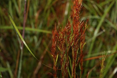 Schizachyrium microstachyum, photographed by Greg Tasney