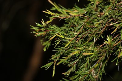 Melaleuca nodosa, photographed by Greg Tasney