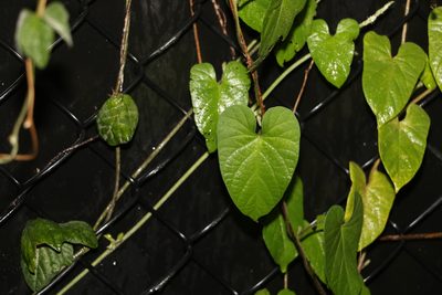 Ipomoea biflora, photographed by Greg Tasney