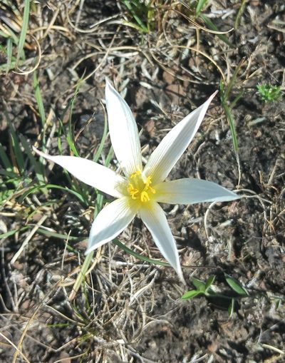 Zephyranthes mesochloa, photographed by Pablo G. Fernández