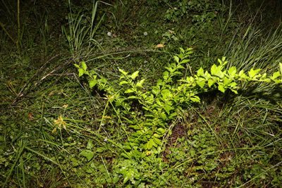 Duranta erecta, photographed by Greg Tasney