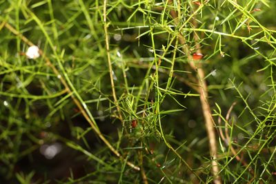Daviesia ulicifolia, photographed by Greg Tasney