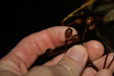 Corymbia trachyphloia, photographed by Greg Tasney