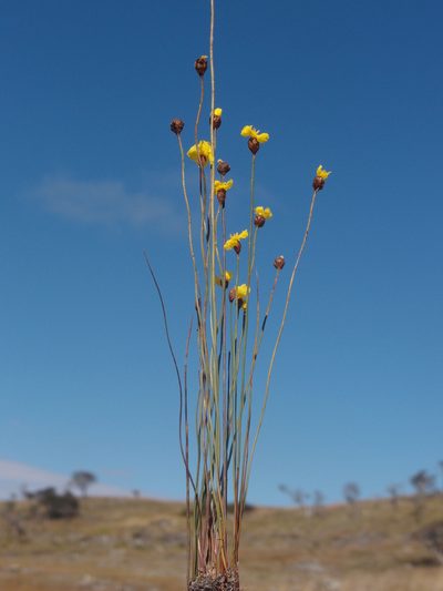 Xyris capensis, photographed by Romer N. Rabarijaona