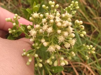Baccharis anomala, photographed by Adriana Machado