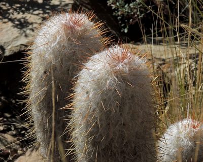 Oreocereus trollii, photographed by Hugo Hulsberg