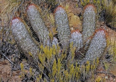 Oreocereus trollii, photographed by Hugo Hulsberg